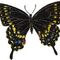 Buttertfly